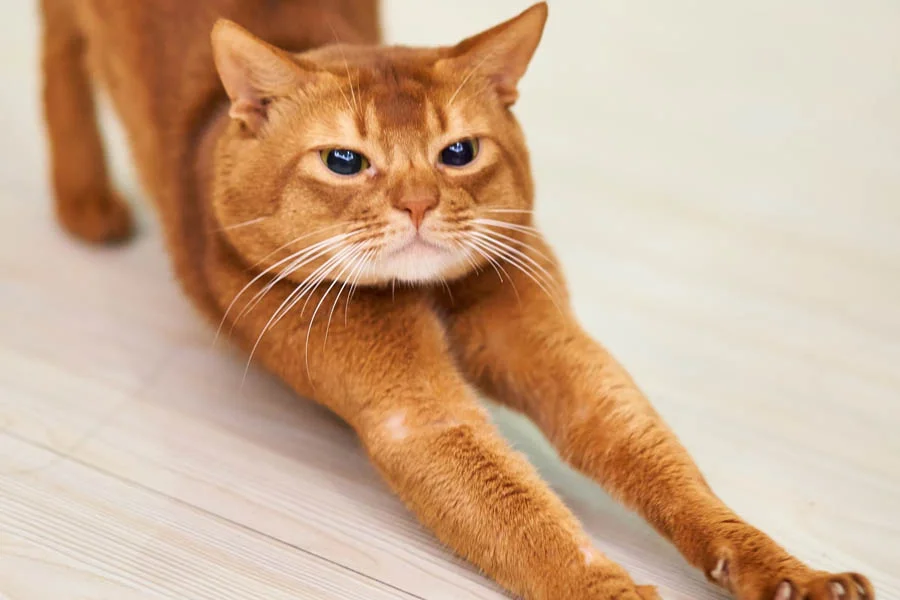 Vegetable Theme Cat Tower